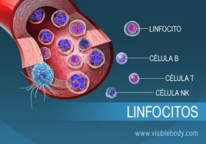 baixa imunidade e células de defesa